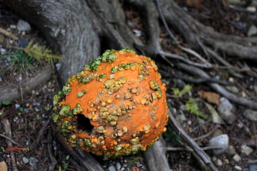 old squash laying on old tree roots early fall