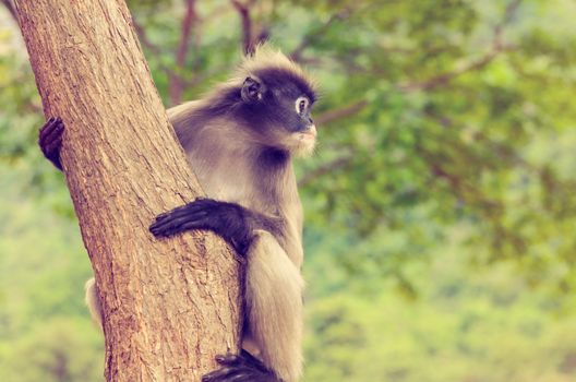 Vintage Dusky leaf, Dusky langur, Spectacled langur or Trachypithecus obscurus monkey with black and gray on tree in wilds, Thailand