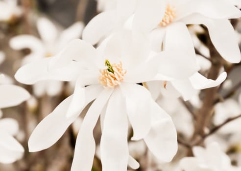 White Magnolia flowers on a tree, closeup.