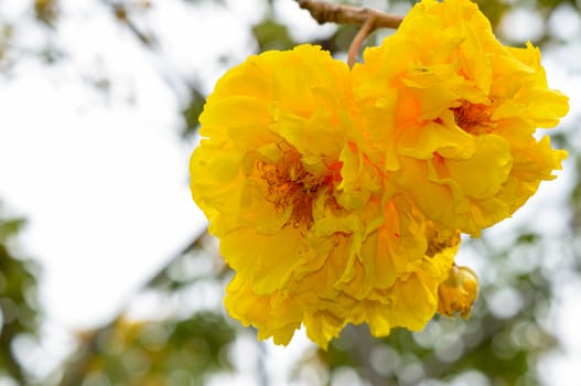 Yellow and bright flowers of Cochlospermum Regium or Double Butter Cup on tree