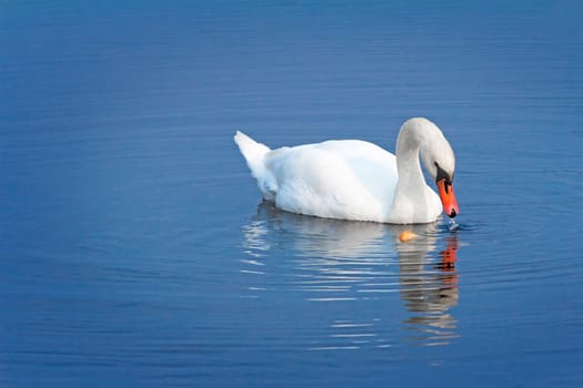 Beautiful wild white Swan floating on the blue surface of the lake.