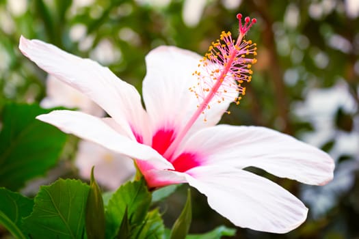 Large hibiscus flower with pink-white petals and stamens on a background of green leaves. Presents closeup.