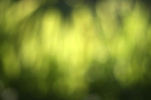 Abstract nature green blur background from leaf