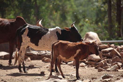 Cows on a waterhole