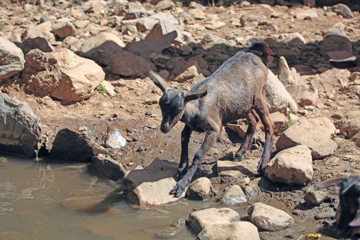 Goat lamb on a waterhole