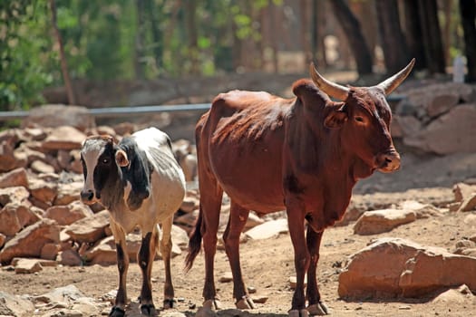 Cows on a waterhole