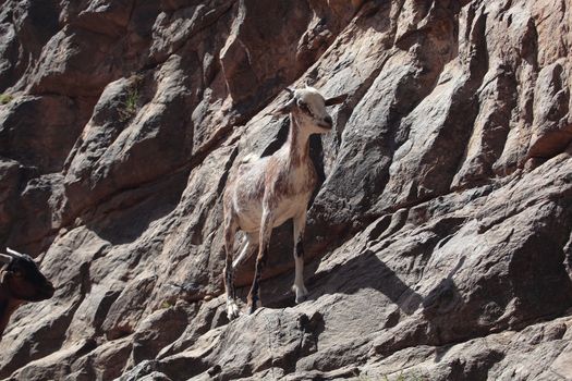 Goat in a cliff