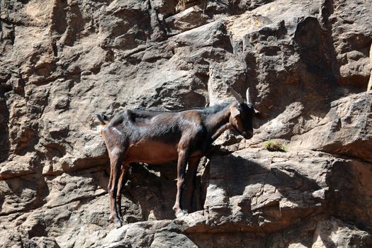 Goat in a cliff
