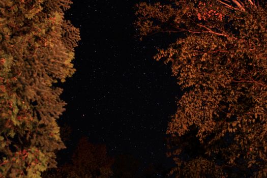 The Stars between two trees early fall