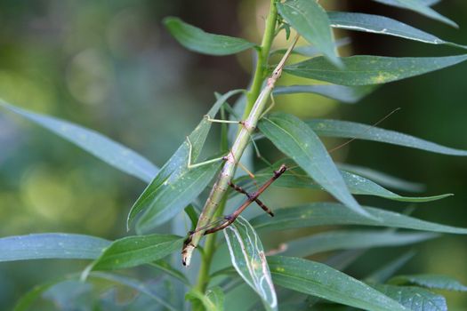 Walking Stick Insect mating in early fall late afternoon