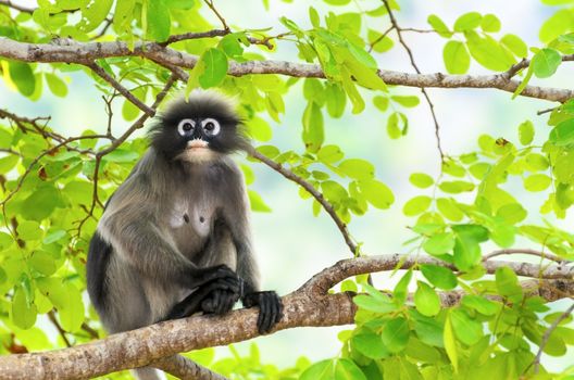 Dusky leaf, Dusky langur, Spectacled langur or Trachypithecus obscurus monkey with black and gray on tree in wilds, Thailand