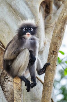 Dusky leaf, Dusky langur, Spectacled langur or Trachypithecus obscurus monkey with black and gray on tree in wilds, Thailand