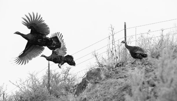 Game birds fly in a wintery landscape