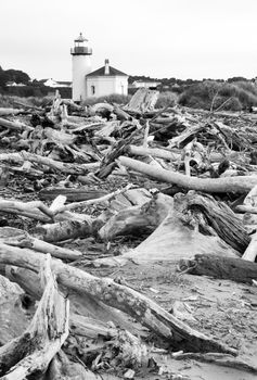 Driftwood gathers high on the beach viewed at high low tide