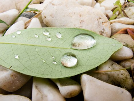 Water drop on green leaf on white rock