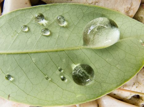 Water drop on green leaf on white rock