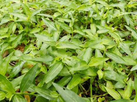 Close up fresh green grasses weed on ground