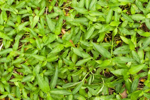 Pattern of green weed grasses as background