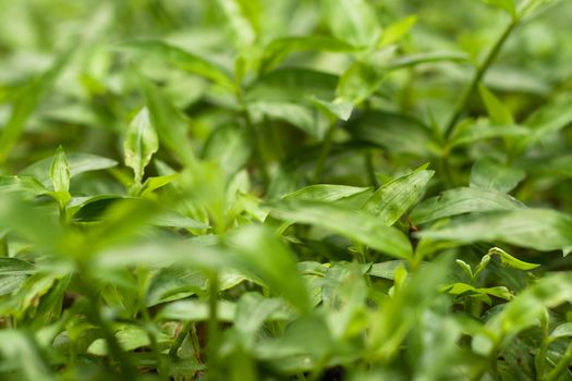 Abstract nature green blur grasses weed as background 