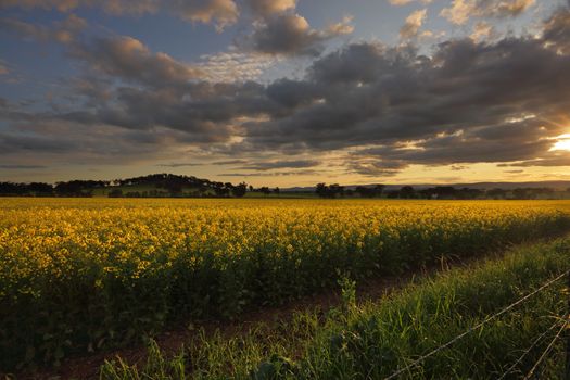 Rural landscape and fields of golden canola catch the last rays of sunlight.  Cowra Australia