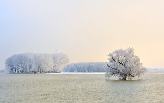 Danube river and frosty trees in morning time