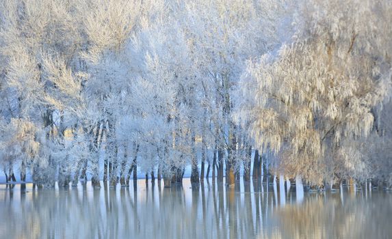 Frosty winter trees on Danube river