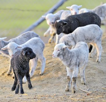Young lambs in sping time