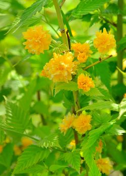 Kerria japonica or Pleniflora in spring time