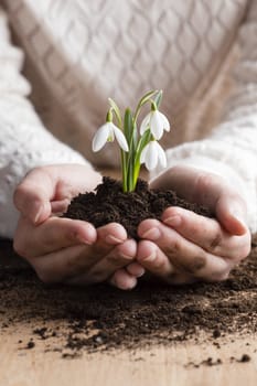 A little girl holding a snowdrop.