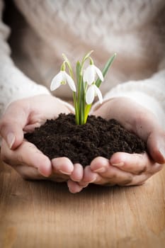 A little girl holding a snowdrop.