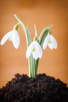 Snowdrop ground stack. Springt time.