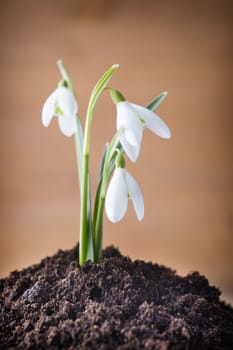 Snowdrop ground stack. Springt time.