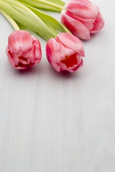 Pink tulips on the wooden background.