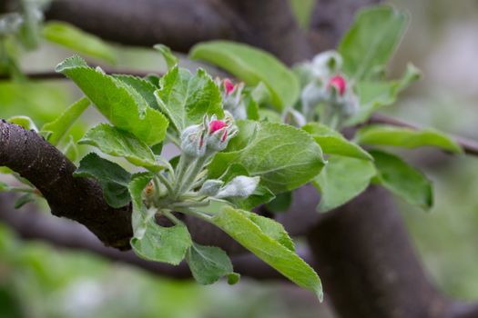 Apple’s  bloom under the sun in spring