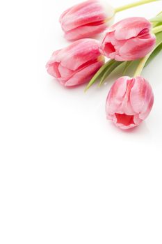 Pink tulips on the white background.