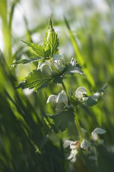 Nettle's bloom under the sun