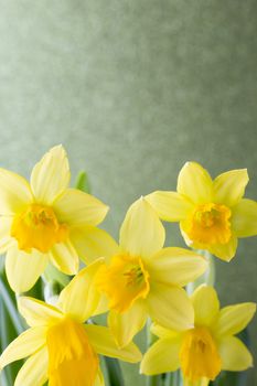 Yellow daffodils on a colored background. Easter greeting card.