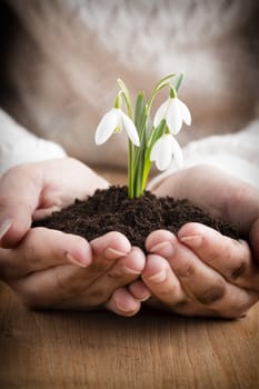 A little girl holding a snowdrop.