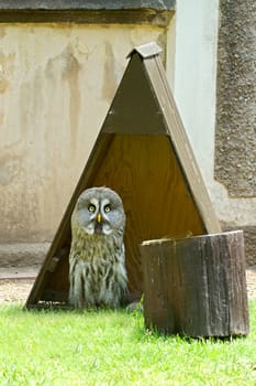 Photo shows details wild owl bird in the garden.