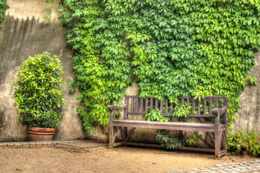 Photo shows details of green garden and its flowers.