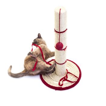  Burmese cat with a scratching post and Red Ribbon