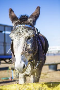 Donkey Eating Hay On Weston-Super-Mare Beach
