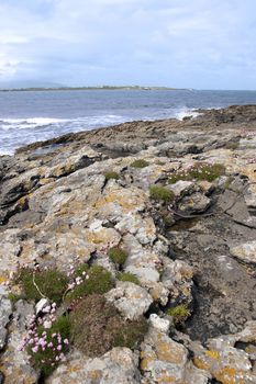 coastal pink wildflowers on the wild atlantic way in county Kerry Ireland