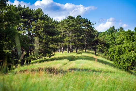 Summer landscape with clear blue sky and hill covered by trees