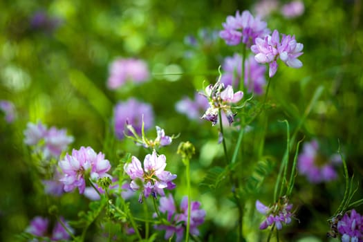Medicinal wild spring flowers field