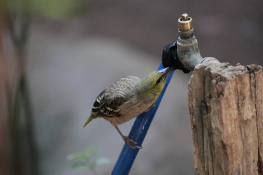A weaver bird on a water tap.