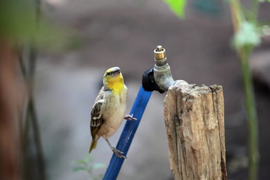 A weaver bird on a water tap.