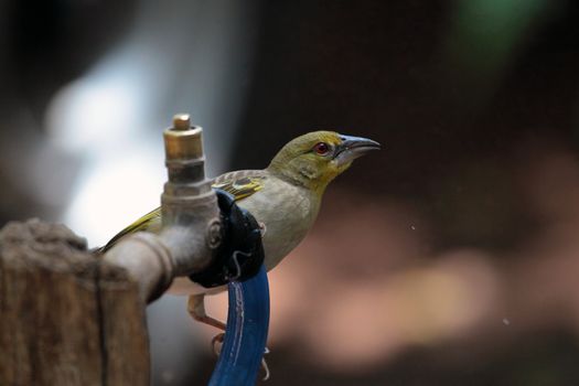 A weaver bird on a water tap.