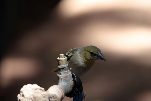 A weaver bird on a water tap.