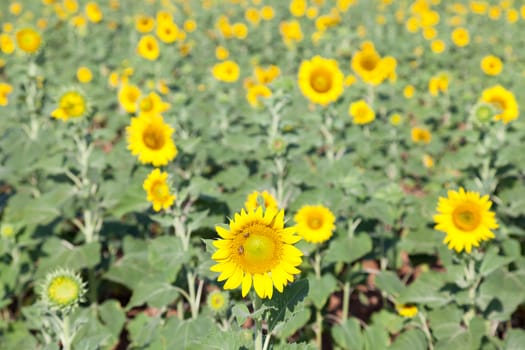 Sunflowers in the field. Sunflower sunflowers in full bloom in the morning.